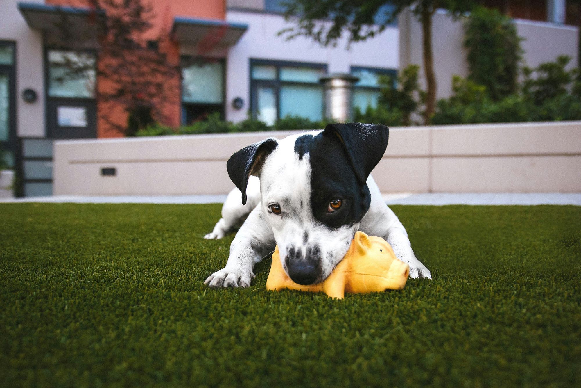 justin-veenema-A-YUeXZ1rq8-unsplash justin-veenema-A-YUeXZ1rq8-unsplash