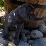 puppy1